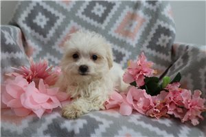 Gigi - Maltese for sale