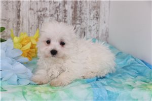 Fiona - Maltese for sale