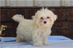 Felix - Maltese for sale