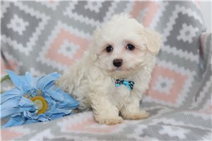 Felix - Maltese for sale