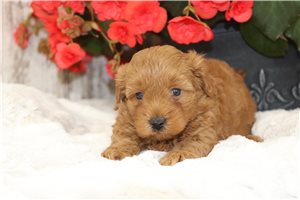 Oslo - puppy for sale