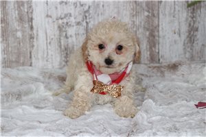 Dallas - Malti Poo - Maltipoo for sale