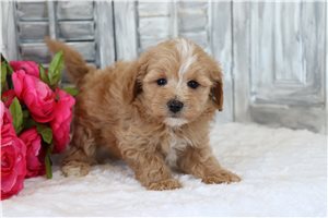 Flower - Malti Poo - Maltipoo for sale