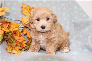 Kowen - Malti Poo - Maltipoo for sale