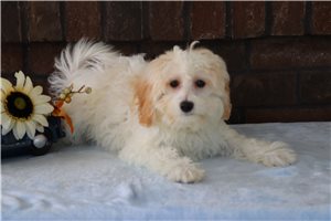 Shawn - Malti Poo - Maltipoo for sale