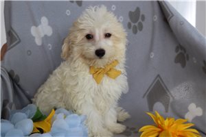 Orbit - Malti Poo - Maltipoo for sale