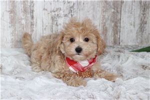 Banjo - puppy for sale