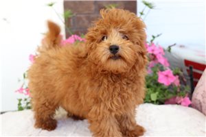 Link - Malti Poo - Maltipoo for sale