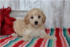 Corrine - puppy for sale