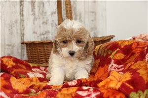 Carly - Maltipoo for sale