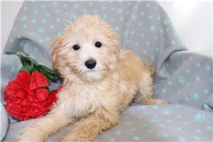 Jase - Maltipoo for sale