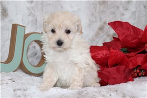Rudolph - Malti Poo - Maltipoo for sale