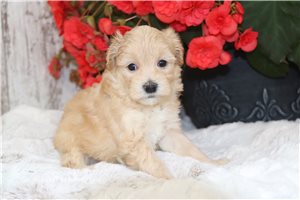 Jase - puppy for sale