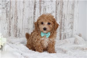 Zack - puppy for sale