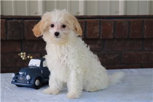 Anthony - Malti Poo - Maltipoo for sale