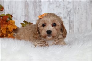 Felicity - Malti Poo - Maltipoo for sale