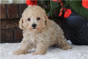 Olivia - Malti Poo - Maltipoo for sale