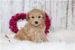 Skyla - puppy for sale