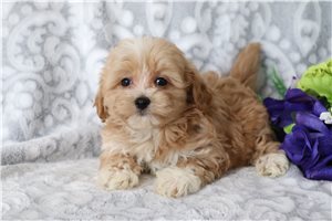 Kody - puppy for sale