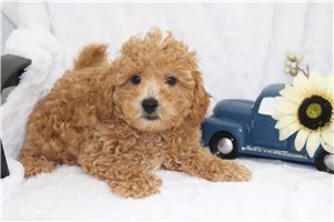 Nicky - puppy for sale