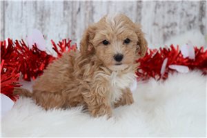 Watson - puppy for sale