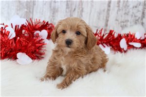 Terry - puppy for sale