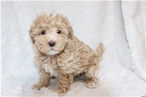 Comet - Malti Poo - Maltipoo for sale