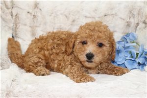 Nicky - Malti Poo - Maltipoo for sale