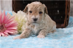 Peaches - puppy for sale