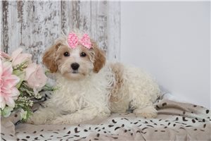 Flora - Malti Poo - Maltipoo for sale