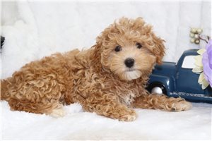Quilla - Malti Poo - Maltipoo for sale