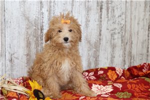Quilla - Maltipoo for sale