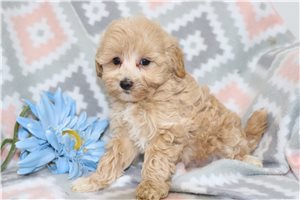 Peanut - Malti Poo - Maltipoo for sale
