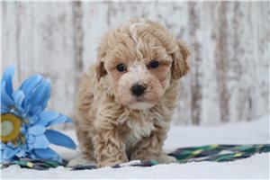 Vinnie - puppy for sale
