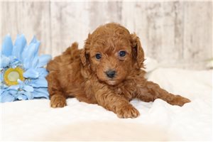 Greg - Malti Poo - Maltipoo for sale