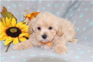 Indigo - puppy for sale