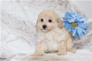 Lonnie - puppy for sale