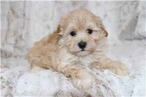 Hannah - puppy for sale