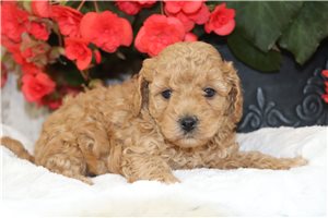 Nicky - Malti Poo - Maltipoo for sale