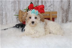Flora - Malti Poo - Maltipoo for sale