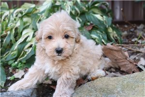 Curly - puppy for sale