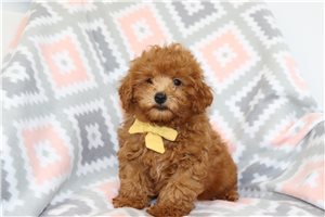Link - Malti Poo - Maltipoo for sale