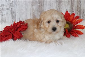 Jolan - puppy for sale