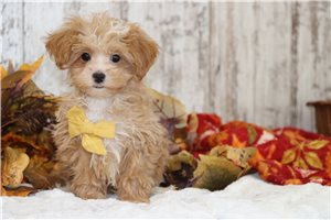 Neptune - Maltipoo for sale