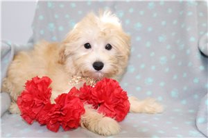 Jase - Maltipoo for sale