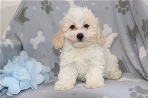 Orbit - Malti Poo - Maltipoo for sale