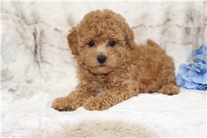 Leader - Malti Poo - Maltipoo for sale