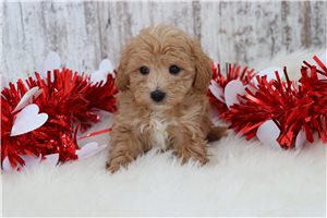 Sailor - puppy for sale