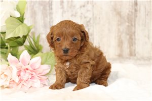 Jazzy - puppy for sale
