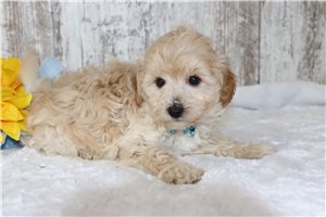 Nate - puppy for sale